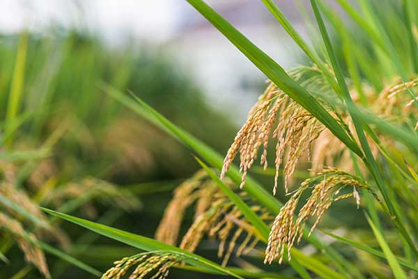 農(nóng)林種植小氣候觀測自動氣象站方案　